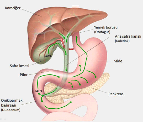 Alkalen Reflü Belirtileri ve Tedavisi
